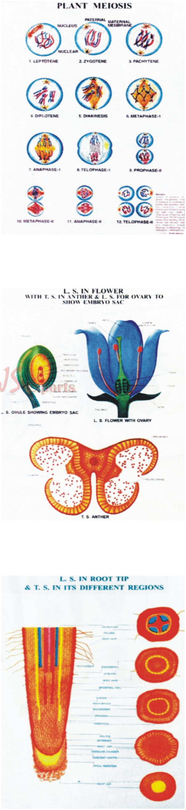 POLYART PLASTIC BOTANY CHARTS